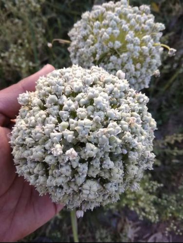 Onion Seeds, Packaging Size : 1Kg, 10Kg, Packaging Type : Loose