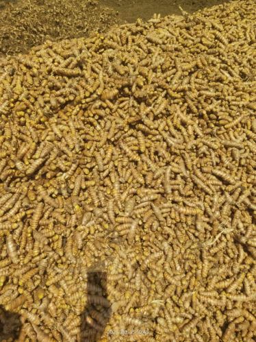 Bahirwal Exports turmeric, Packaging Size : 25Kg, 50Kg