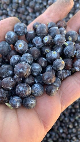 Organic Juniper Berries Food Grade