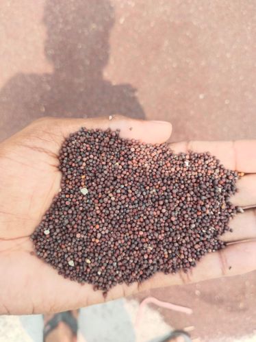 Natural Black Mustard Seeds, Packaging Size : 50kg 13% to 14%