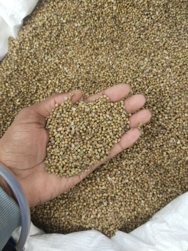 Natural coriander seeds, Packaging Size : 25kg, 50kg 12%