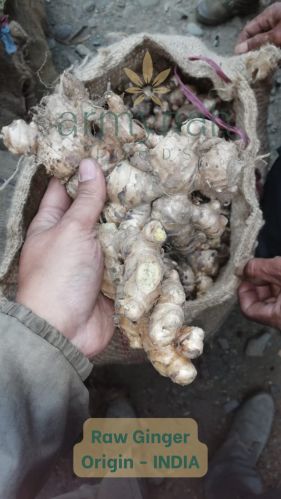 Natural Raw Ginger, Packaging Size : 25Kg, 50Kg HDPE BAGS