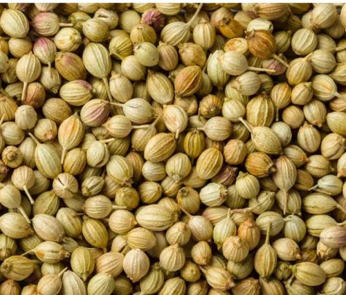 Organic coriander seeds, Packaging Type : Green