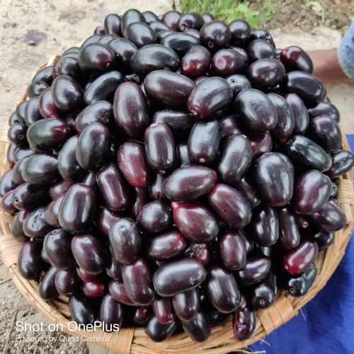 Jamun
