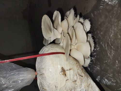 Natural oyster mushroom for Cooking, Restaurant, Food