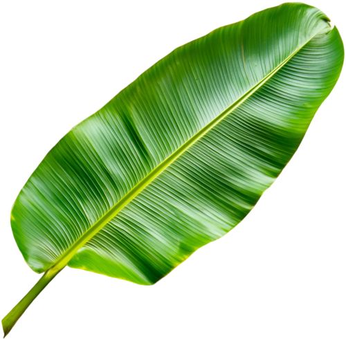 Natural banana leaf, Packaging Type : Green, Packaging Size : 5 Kg