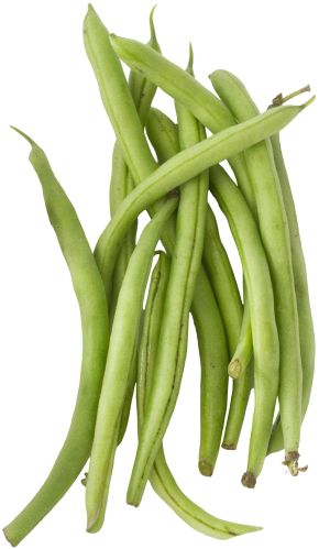 Organic Beans, Packaging Type : Green for Food