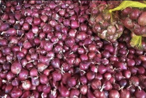 Organic Red Onion, Packaging Type : Gunny Bag, Loose, Net Bag