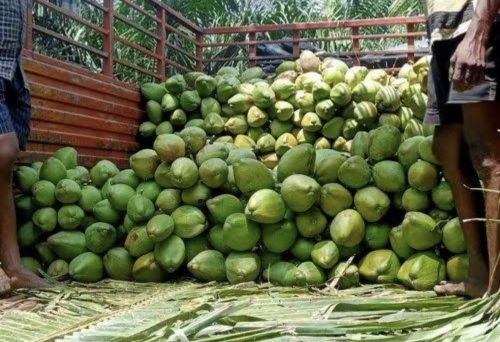 Organic Tender Coconut, Color : Green, Packaging Size : 10Kg, 20Kg