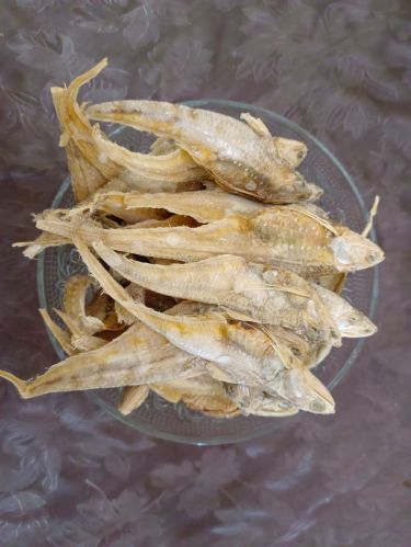 Anchovy Fish, Color : Brown