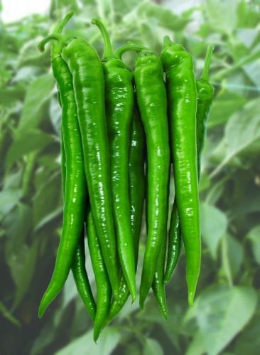 Common fresh green chilli, Packaging Size : 3.8kg