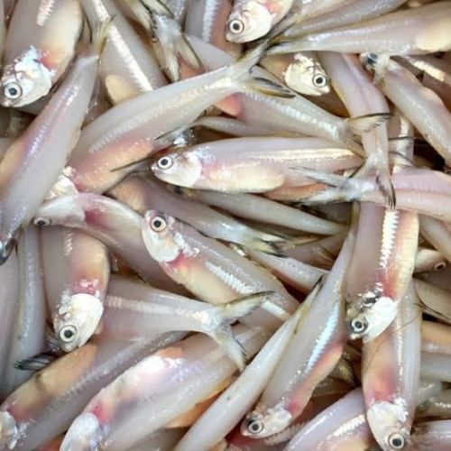 Anchovy Fish for Cooking, Food, Human Consumption, Making Oil