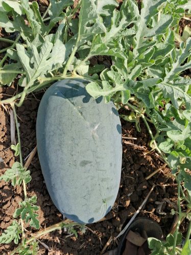 Organic Fresh Watermelon, Packaging Type : Red for Human Consumption