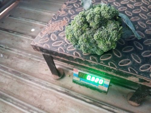 Fresh broccoli, Quality Available : A Grade, Packaging Type : Green