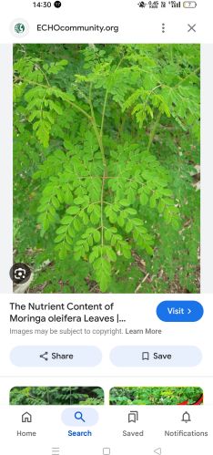 Organic Moringa Dried Leaves, Color : Green for Medicine, Cosmetics