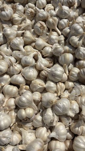 A Grade White Garlic, Brand Name : Hadoti
