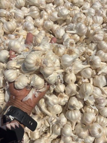 Fresh White Garlic, Brand Name : Hadoti, Packaging Type : Gunny Bags