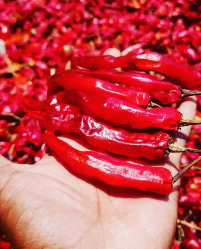Warangal Red Chilli, Packaging Size : 5Kg, 10Kg, 20Kg, 25Kg, 50Kg