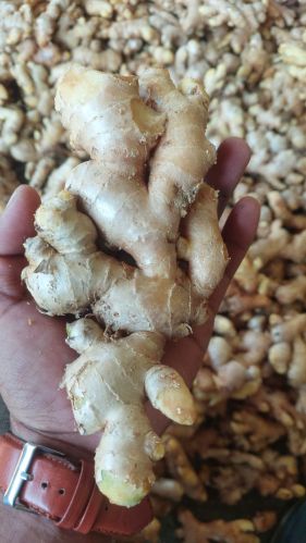 Natural Ginger, Form : Whole for Food