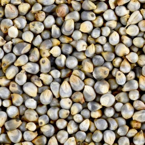 Natural Bajra Beej,bajra Seeds, Color : Creamy-yellow