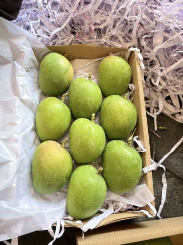 Organic fresh mango, Packaging Type : Crate