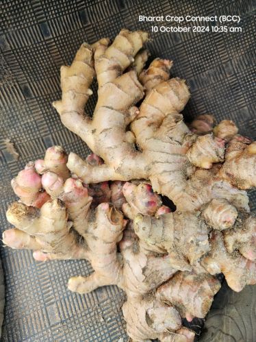 Natural Ginger, Packaging Size : 50Kg Net Bag for Edible Purpose