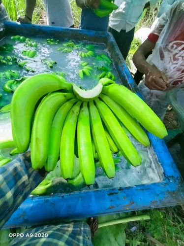 Natural Fresh Green Banana, Packaging Size : 10Kg for Human Consumption