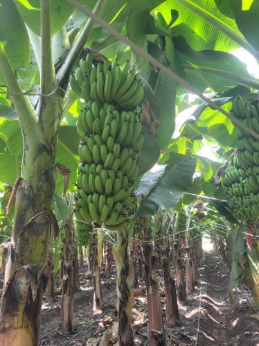 Chavendish G9 Natural Cavendish Bananas, Color : Green