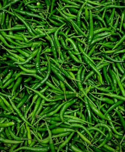 G4 Green Chilli, Quality Available : A Grade