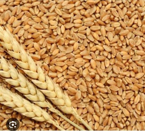 Common Wheat Grains, Packaging Size : 20-25kg for Cooking