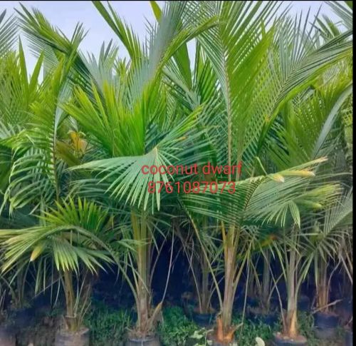 Natural Coconut Dwarf Plant for Garden, Outdoor, Plantation