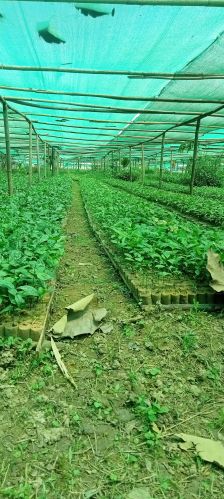 Organic tea leaves, Packaging Type : Light Green