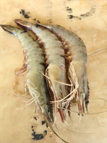 20 Count Chilika Lake Organic Tiger Prawn