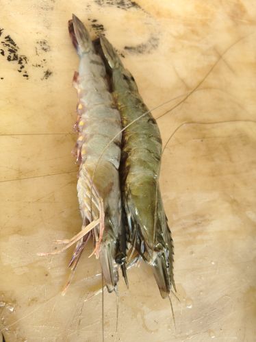 25 Count Chilika Lake Organic Tiger Prawn