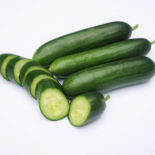 Fresh English Cucumber, Packaging Size : 5-25kg Gunny Bag