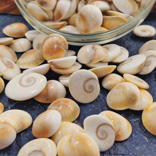 Fine Finished Stone Natural Gomati Chakra, Shape : Round for Decoration