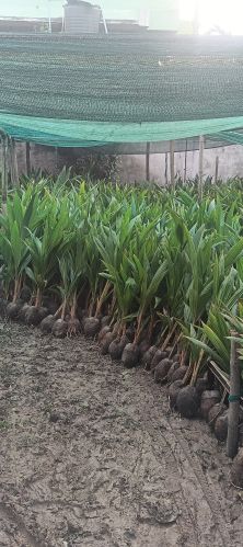 Coconut Plants, Color : Green for Outdoor