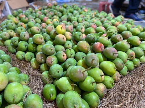 Indian Alphonso Mango, Color : Yellow-orange