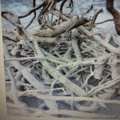 Safed Musli, Color : White, Variety : Herbal for Medicine Use