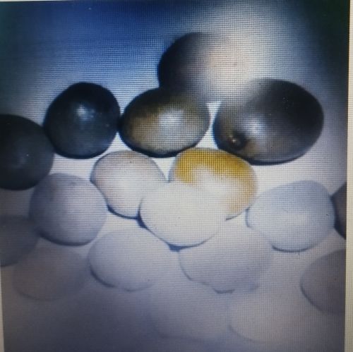 Sagargota, Seed Type : Natural