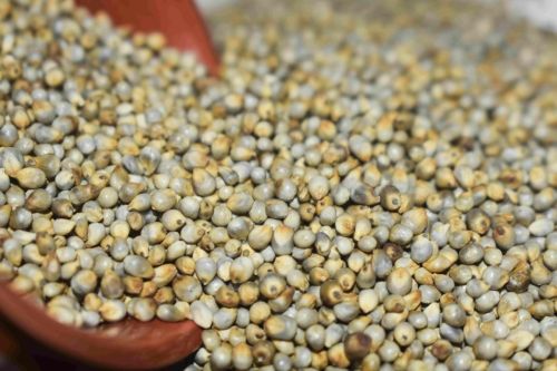Natural Pearl Millet, Color : Greenish Grey 10%