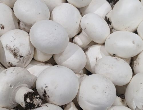 Organic button mushroom, Packaging Size : 10Kg, 20Kg, 25Kg, 50Kg