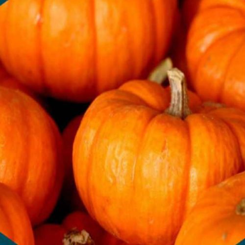 A Grade Fresh Pumpkin, Certification : FSSAI Certified