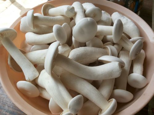 Organic Milky Mushroom Fresh, Packaging Size : 5-25kg