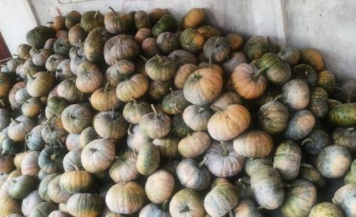 A Grade Organic Pumpkin, Packaging Type : Loose for Restaurant, Food