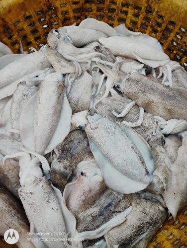 Cuttle Fish Bones, Packaging Type : White, Packaging Size : 10kg