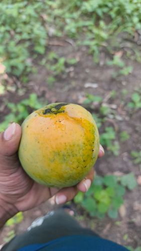 Common Fresh Mangoes, Packaging Type : Green