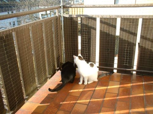 HDPE Balcony Safety Net, Color : White