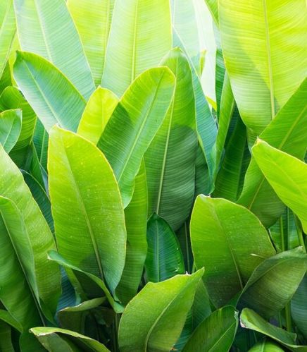Banana Leaves, Color : Green, Packaging Type : Loose