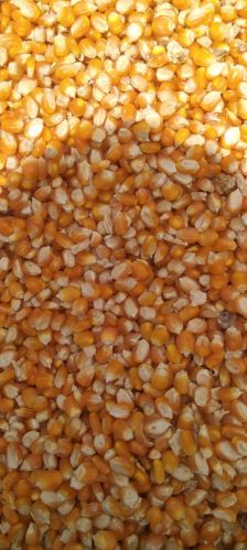 Hybrid Yellow Maize 14%